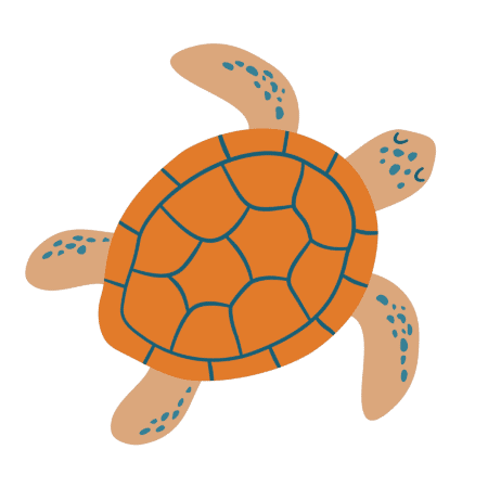 Turtle representing wisdom and learning for internship opportunities